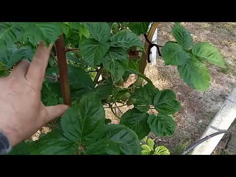 Видео: Подвязка малины