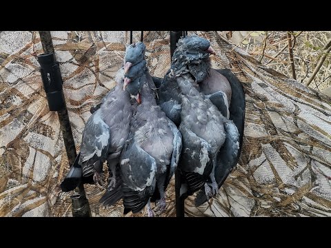 Видео: ОХОТА на голубя 2023...