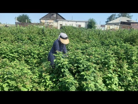 Видео: Қоян шаруашылығы / 17 бөлім / Егін жинау&Қоян бағу