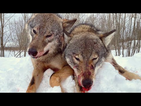 Видео: Охота на волка. Март 2021.