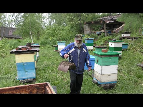 Видео: Пасека на связи