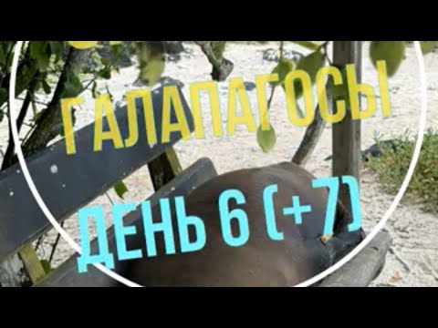 Видео: Эквадор - Галапагосы - День 6, Флореана, отъезд (7/7)