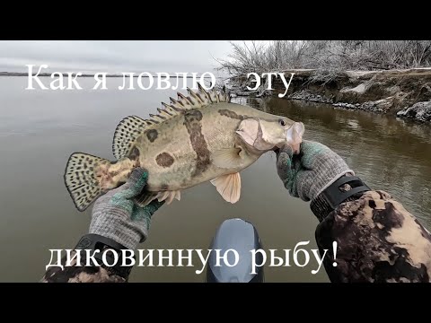 Видео: Как я ловлю эту диковинную рыбу!