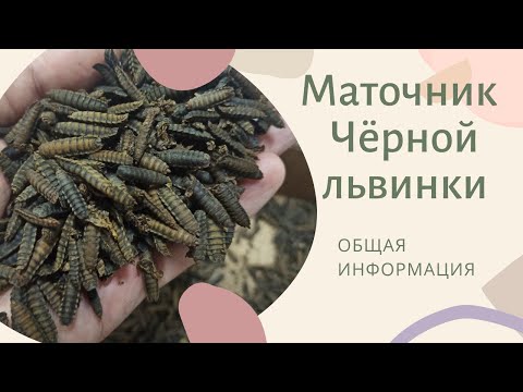 Видео: Маточник Чёрной львинки