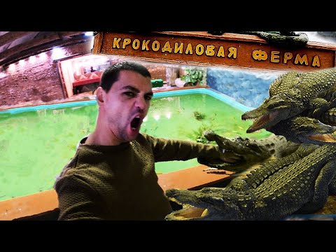 Видео: 🐊 Экодеревушка | Крокодиловая Ферма в Коломне!