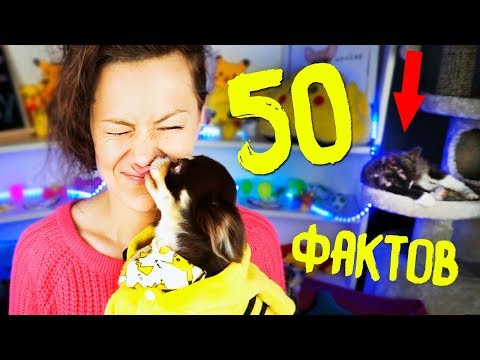 Видео: 50 ФАКТОВ о моей СОБАКЕ ПОКЕМОН ЮМИ ЧУ Magic Family