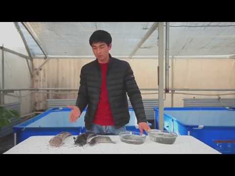 Видео: Африканские сомы в Киргизстане