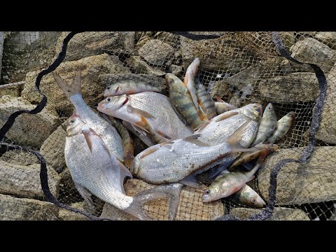 Видео: Капризный весенний фидер на Бердянском водохранилище 15 03 2025