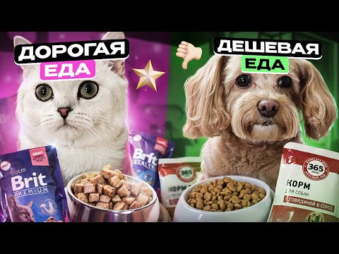 Видео: ЧЕЛЛЕНДЖ  БЕЛКА С НЮШЕЙ ПРОБУЮТ ДЕШЕВУЮ И ДОРОГУЮ ЕДУ/ЛАЙКИ lIKE#cat