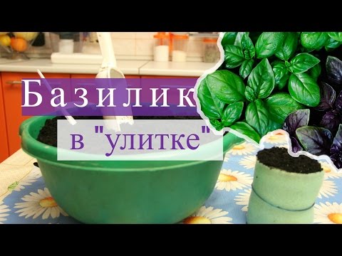 Видео: Базилик в "улитке". Быстро всходит, хорошо растет! (07.02.16г.)