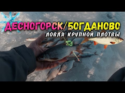 Видео: Десногорск/Богданово | ловля крупной ПЛОТВЫ | последний ЛЁД