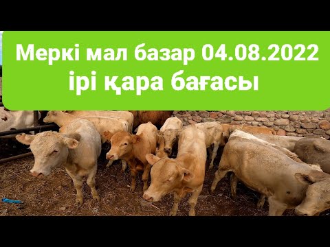 Видео: Меркі мал базары 04.08.2022 ірі қара бөлімі#Мерке#Кордай#Узынагаш#Тараз#Шу#