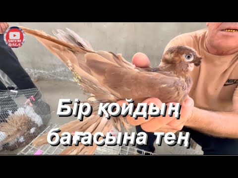 Видео: Көгершін. Тотықұс. Канарейка. Бөдене. Қаздың, үйректің, тауықтың балапандары