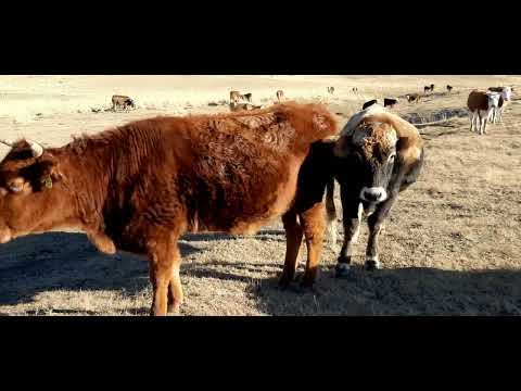 Видео: Шыгыс Казахстан Аягоз ауданы Акшокы ауылы Береке шаруа кожалыгы сиырлар