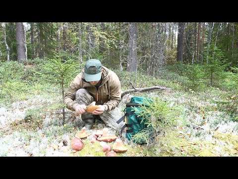 Видео: УШЕЛ В ТАЙГУ ЗА ГРИБАМИ/БЕЛЫЕ РАСТУТ НА БОРАХ ТОЛЬКО СОБИРАЙ/ПОИСК РЯБЧИКА У РУЧЬЯ/ОХОТА С МЕЛКАШКОЙ