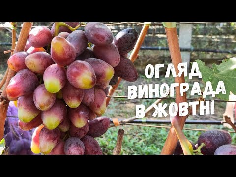 Видео: Огляд стиглого винограда в жовтні.