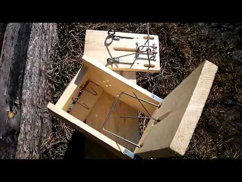 Видео: Ящичная ловушка (Кулемка) с обновленным механизмом срабатывания