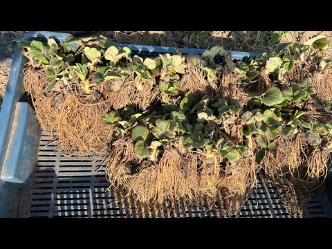 Видео: Викопую та продаю саджанці Полуниці 🍓 