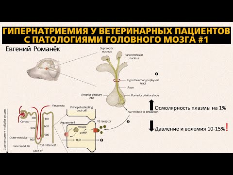 Видео: Гипернатриемия у ветеринарных пациентов с патологиями головного мозга. Часть1