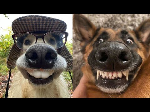 Видео: 30 МИНУТ 🤣 ЛУЧШИЕ МИЛЫЕ И СМЕШНЫЕ ВИДЕО С СОБАКАМИ 😂 Подборка смешных собак 🤯🤣