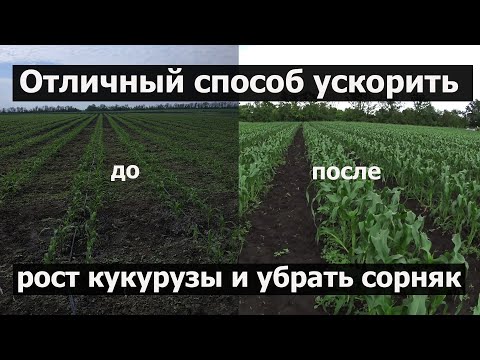 Видео: Как ускорить рост кукурузы в 2 ва раза?!