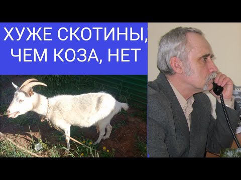 Видео: Дед выжил из ума. Купил козу и не знает что делать