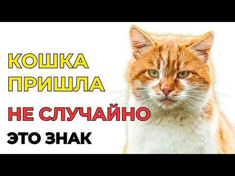 Видео: Вот почему ВСЕЛЕННАЯ послала вам КОШКУ. Не игнорируйте её