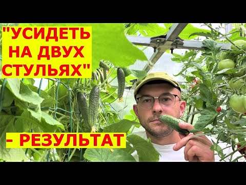 Видео: Ранние огурцы плодоносят до октября и не болеют Как сажать огурцы