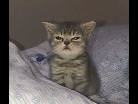 Видео: ЛСП- Именно такой'20 (speed up)