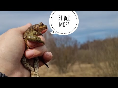 Видео: Сиреневенькая полянка, полосатая пиявонька и жабное место. Нашла лес с пролесками!