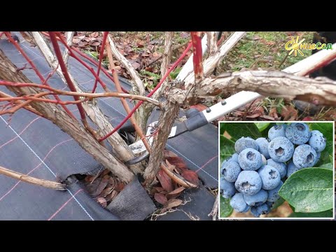 Видео: Чорниця (лохина) ДЮК. Обрізка 🔵🌿