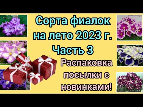 Видео: Сорта фиалок на лето 2023г. Часть 3. Распаковка посылки из Тюмени!