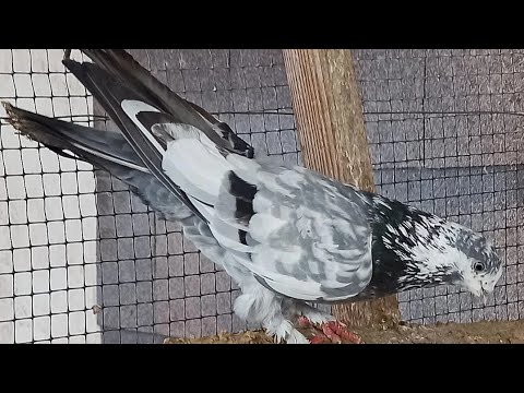 Видео: Голуби Узбекистана Самаркандская порода голубей.