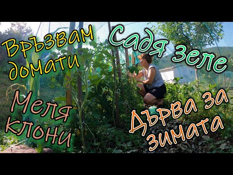 Видео: Мулч, домати, зеле. И дърва за зимата.