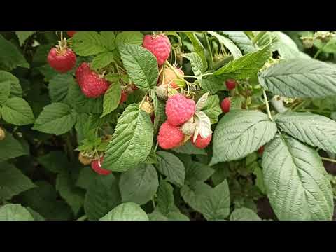 Видео: Мария - вкуснейший летний сорт малины! Омск, урожай 2021г.