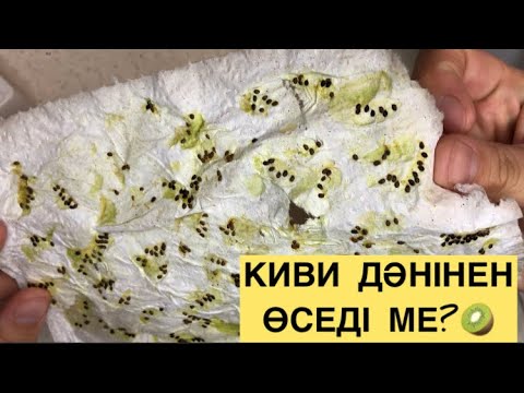 Видео: Базардан алған КИВИДЕН 🥝 дән алу ЖОЛЫ❗️ҮЙ ЖАҒДАЙЫНДА ӨСІРУ#киви #үйжағдайында