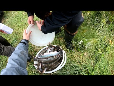 Видео: Мешаем медведю рыбачить на реке Плотникова