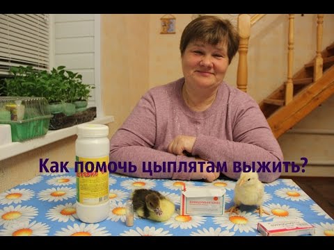 Видео: Как помочь цыплятам выжить?