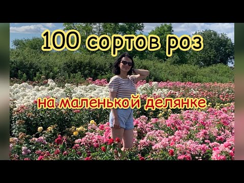 Видео: 100 сортов на маленькой делянке,питомник maryroses.ru