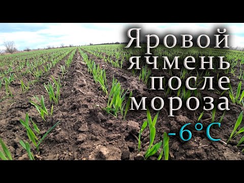 Видео: Как выглядит яровой ячмень который был посеян зимой! После  ночных морозов -6°С.