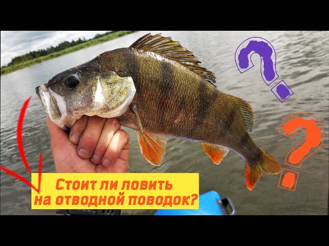 Видео: Ловля крупного окуня на отводной поводок/Эта снасть ловить 100%