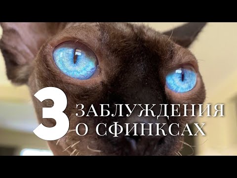 Видео: Три «махровых»заблуждения о сфинксах ❤️