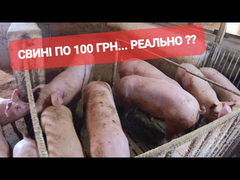 Видео: СВИНІ по 100 гривень РЕАЛЬНО❓️❗️ПОМІЧНИК не ВИТРИМАВ‼️