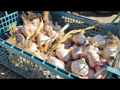 Видео: ЧАСНИК НЕ ПіДДАЄТЬСЯ ЛУЩЕННЮ!