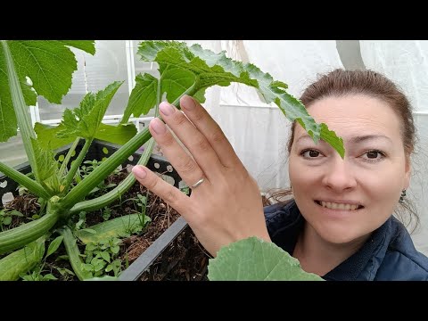 Видео: 1 АПРЕЛЯ ВЫСАЖИВАЮ ОГУРЦЫ И КАБАЧКИ В ТЕПЛИЦУ | ОГУРЦЫ В МЕШКАХ | КАБАЧКИ В ЯЩИКАХ