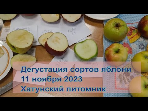 Видео: Интересные факты о сортах яблони: дегустация 11.11.23