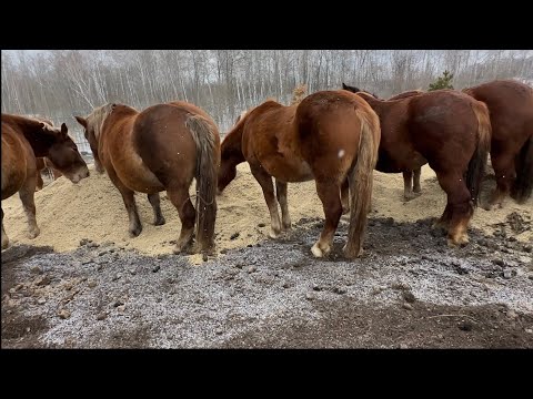 Видео: Продажа тяжеловозных кобыл. Часть 2 #покупка#советские#першероны#жеребята#жеребцы#