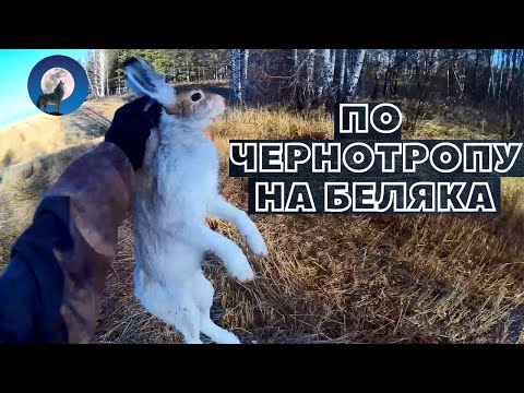 Видео: ОХОТА НА ЗАЙЦА БЕЛЯКА В ОДИНОЧКУ ПО ЧЕРНОТРОПУ