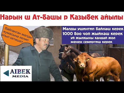 Видео: Казыбек айылы Бактыбек Осмонов фермер кылуудан тажабайм байланган малды жумасына уйдон алып кетишет