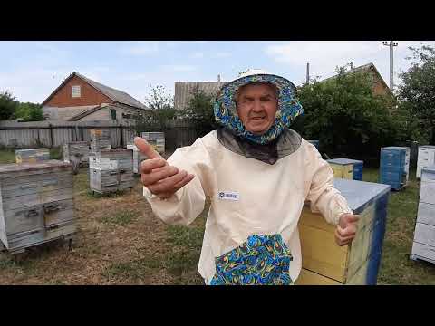 Видео: Братие пчеловоды, я не знаю что делать.